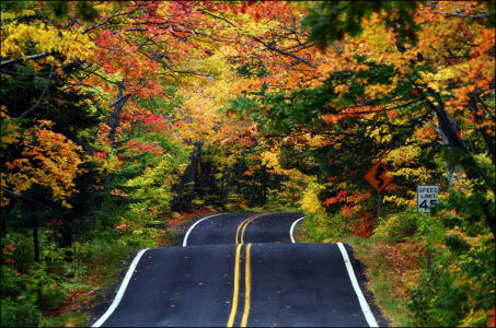 Tree Lined Road