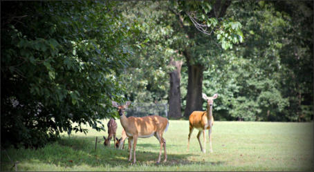 Deer in arkansas