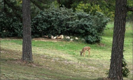 Arkansas Deer